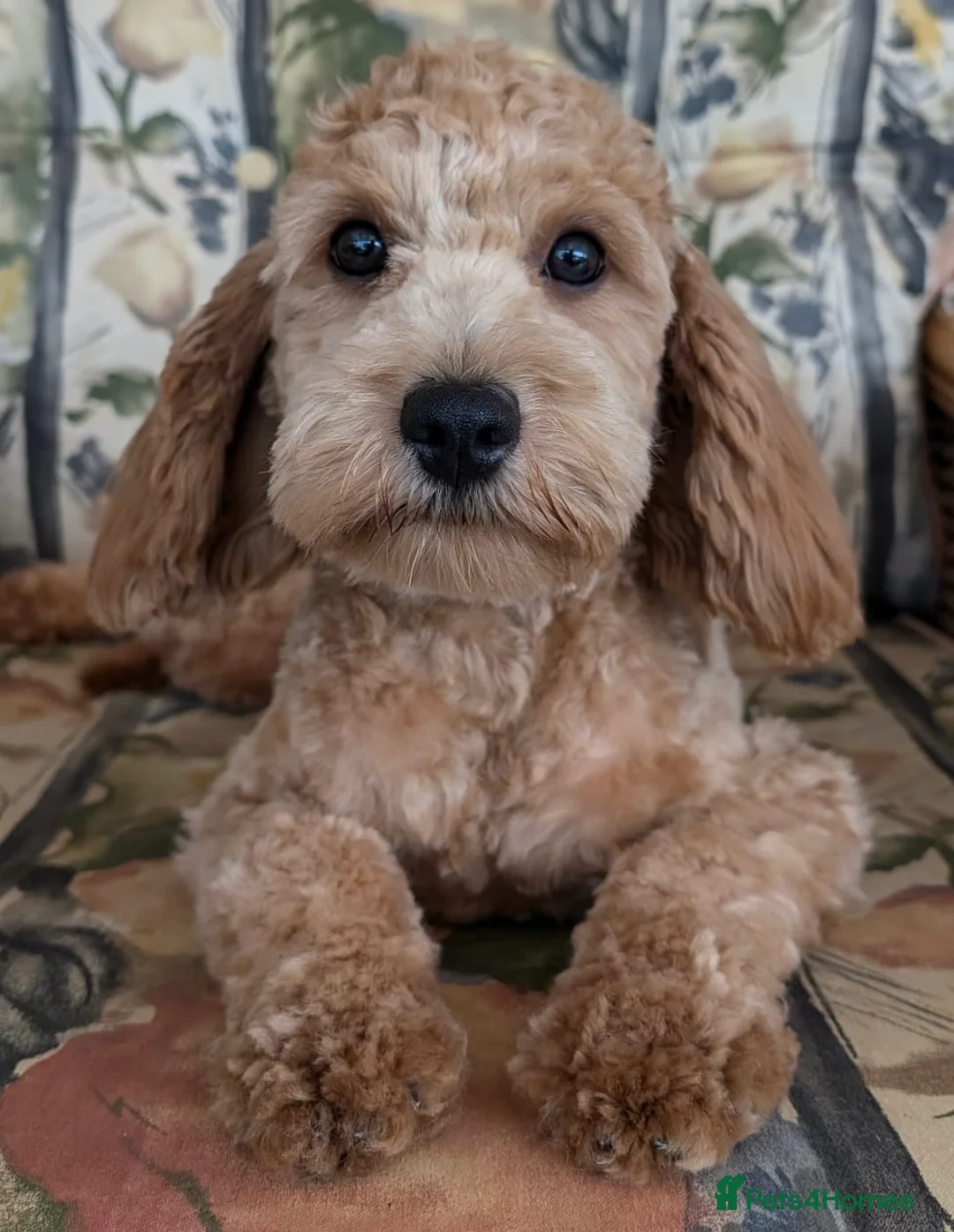 Cavapoo dogs for sale: Adorable (3/4 Cavalier) Cavapoos - Advert 5