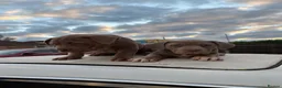 American Bully dogs for sale: Standard American Bullies  - Advert 2