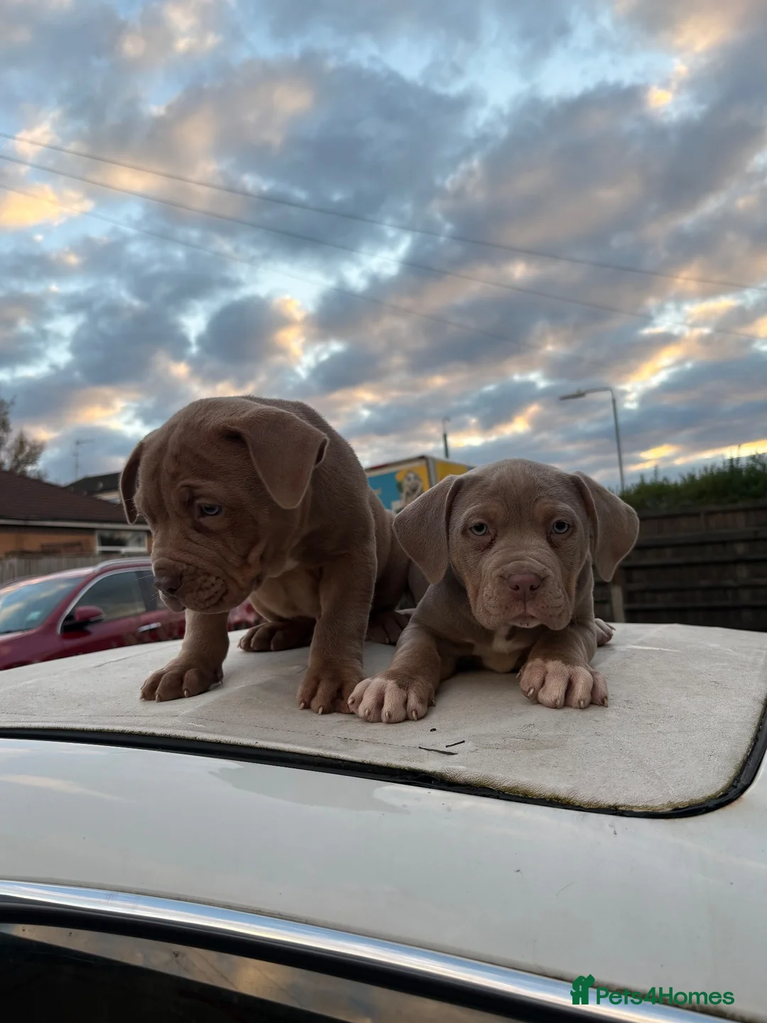 American Bully dogs for sale: Standard American Bullies  - Advert 2