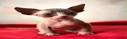Sphynx cats for sale: Canadian sphynx kittens  - Advert 32