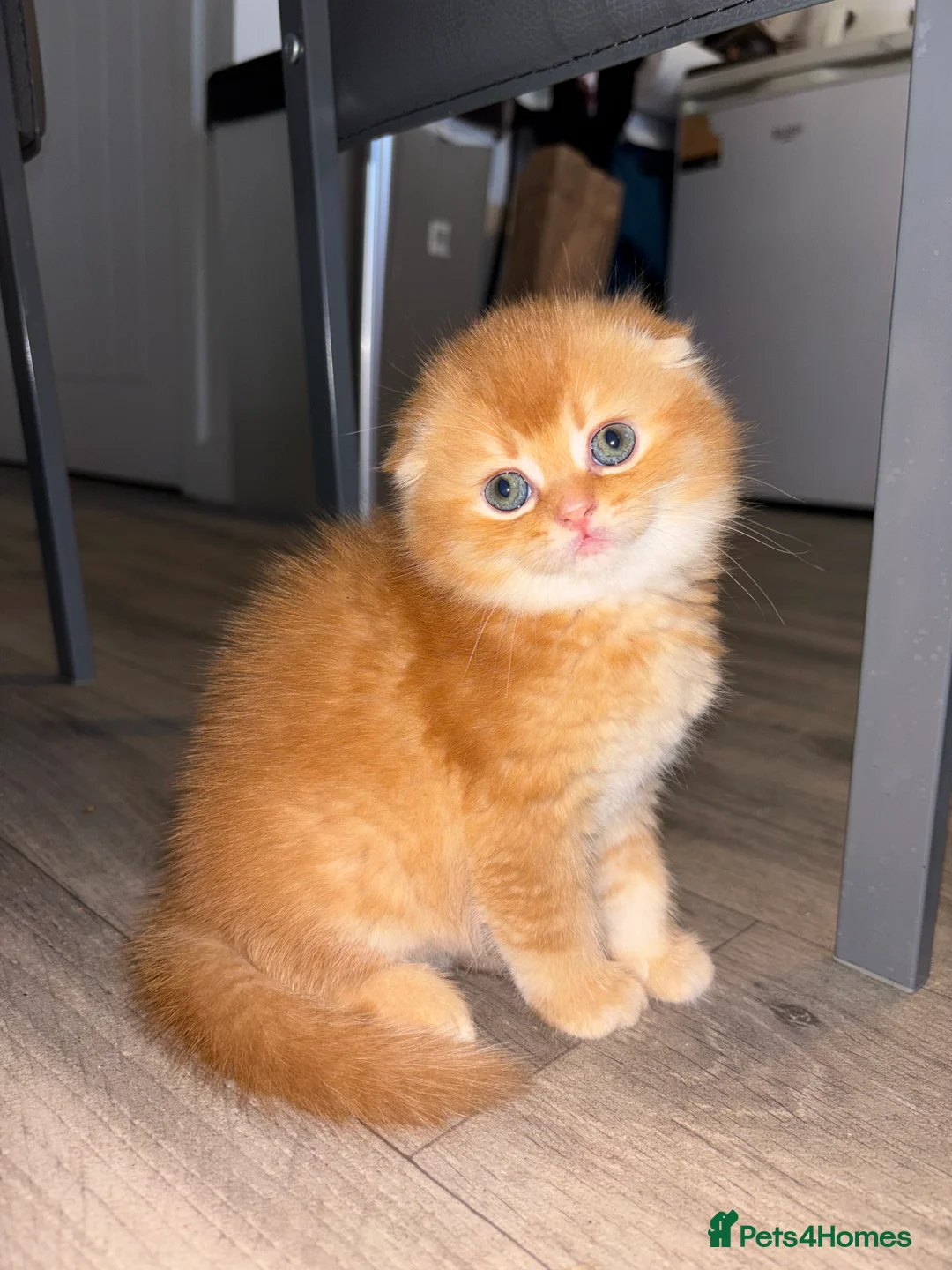 Scottish Fold cats for sale: ✨ LAST FEMALE KITTEN AVAILABLE ✨ - Advert 15