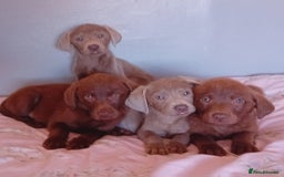 Labrador Retriever dogs for sale: Labrador puppies - Image 1