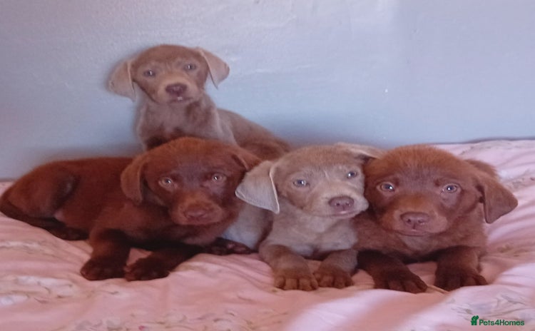 Labrador Retriever dogs - Advert 3