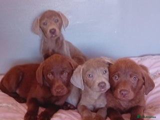 Labrador Retriever dogs - Advert 16