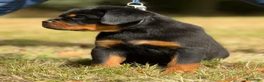 Rottweiler 6