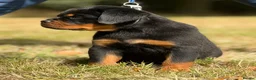 Rottweiler dogs for sale: 🤩 Elite Level XXL Rottweiler puppies 🤩 - Advert 16