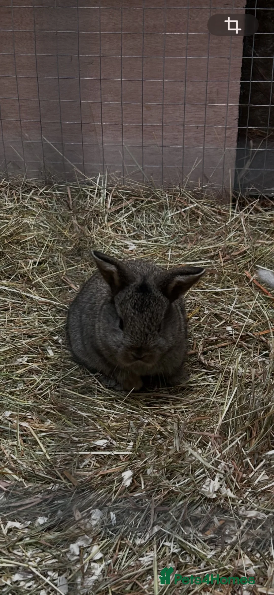 Mixed Breed rabbits for sale: Mixed litter of plush lops  - Advert 2