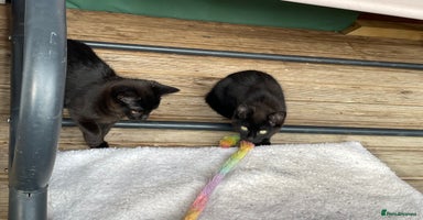 Mixed Breed cats - Advert 12