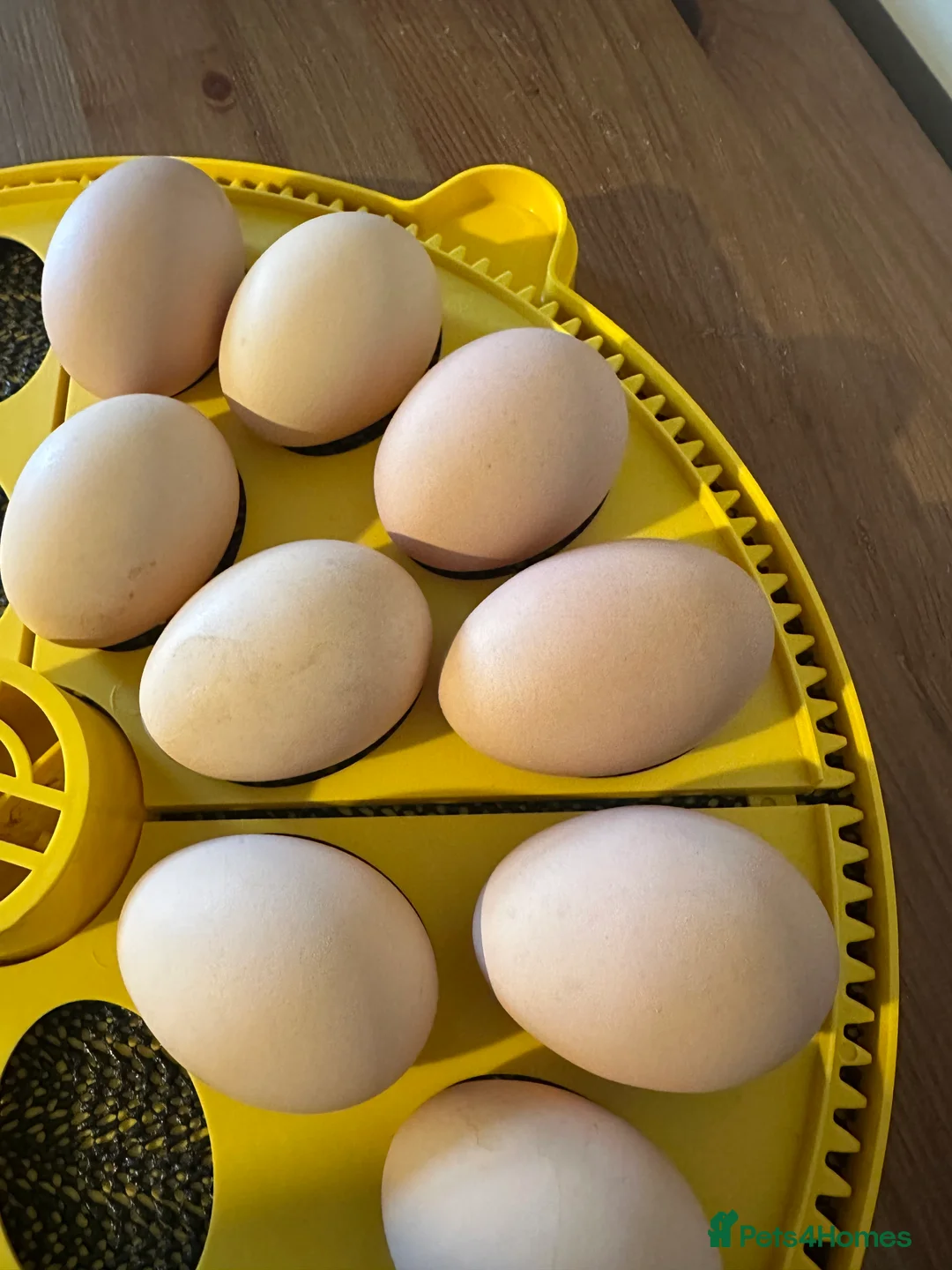 Chickens poultry for sale: Barred Plymouth Rock hatching eggs - Advert 4