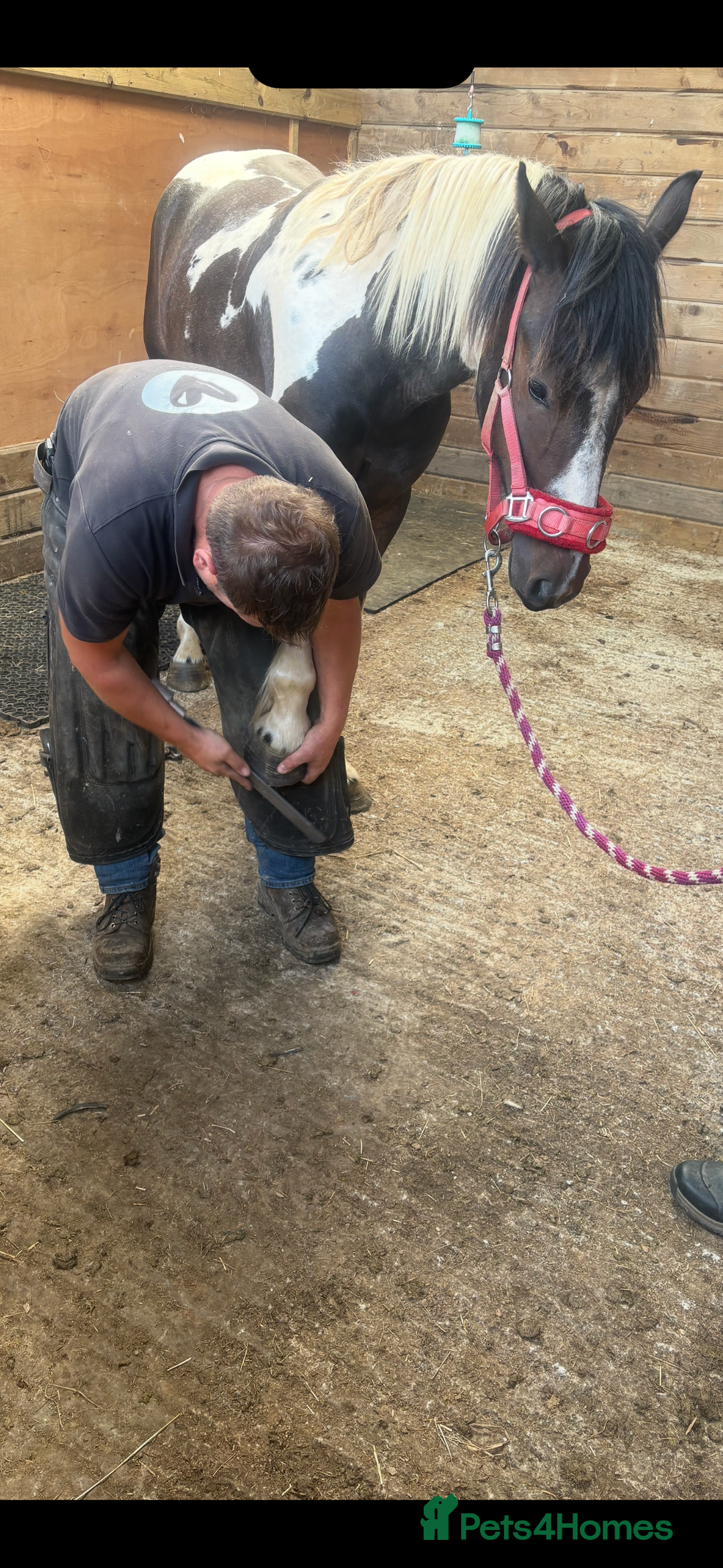 Appaloosa horses for sale: Rodney 14.1/2 2 Year old gelding Appaloosa X Cob - Advert 9