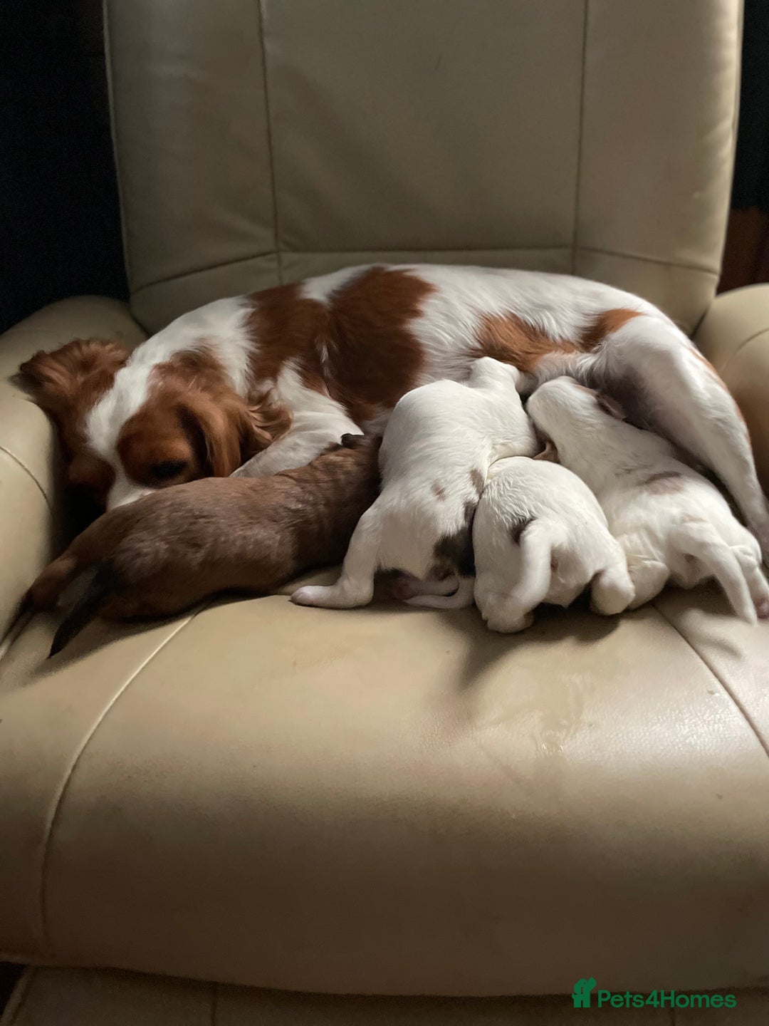 Cavapoo dogs for sale: Beautiful Cavapoo puppies - Image 22