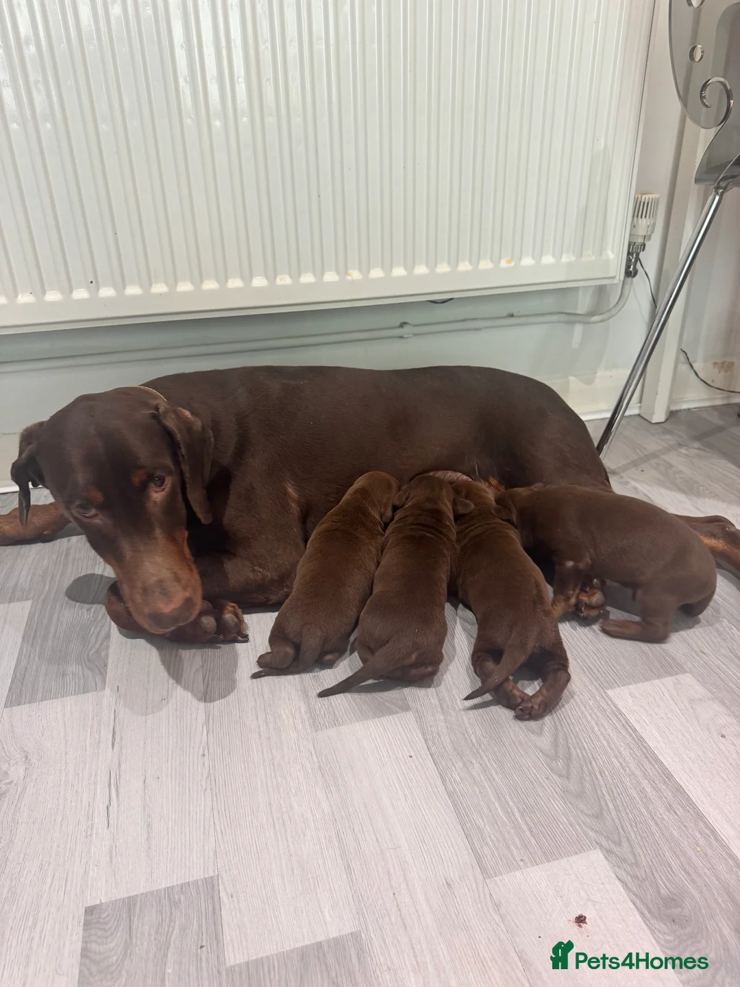 Dobermann dogs for sale: Brown and tanned Doberman puppies KC registered   - Advert 22