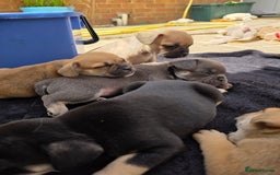 Mixed Breed dogs for sale: 3/4 frenchy 1/4 collie pups - Image 4