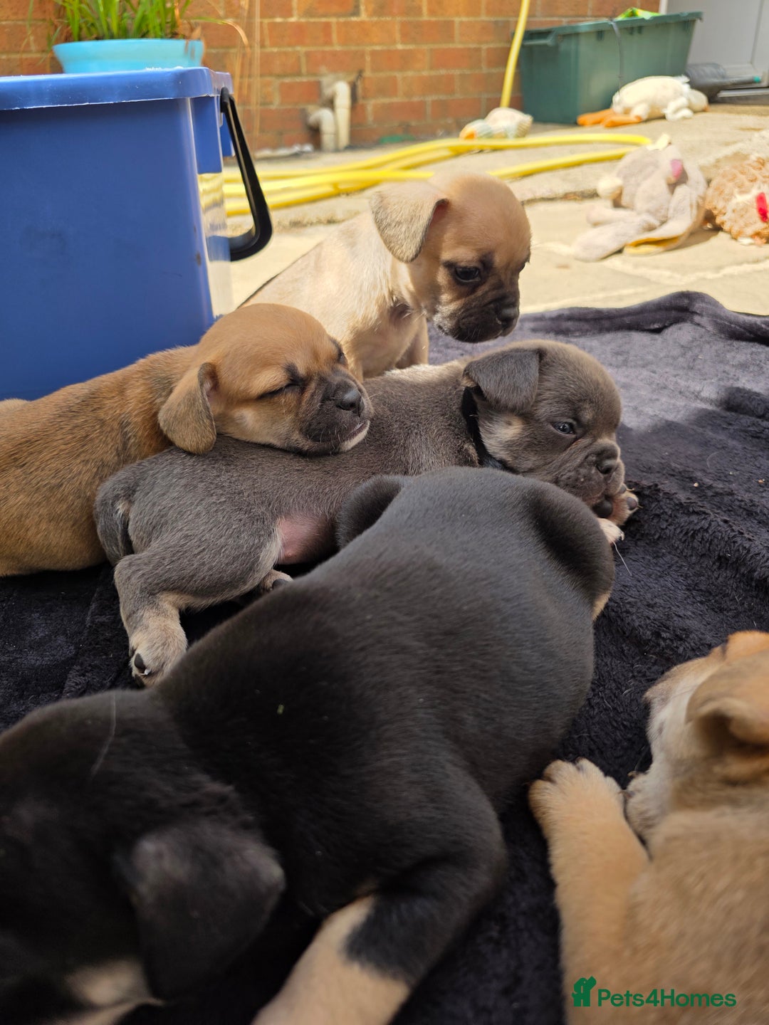 Mixed Breed dogs for sale: 3/4 frenchy 1/4 collie pups - Image 4