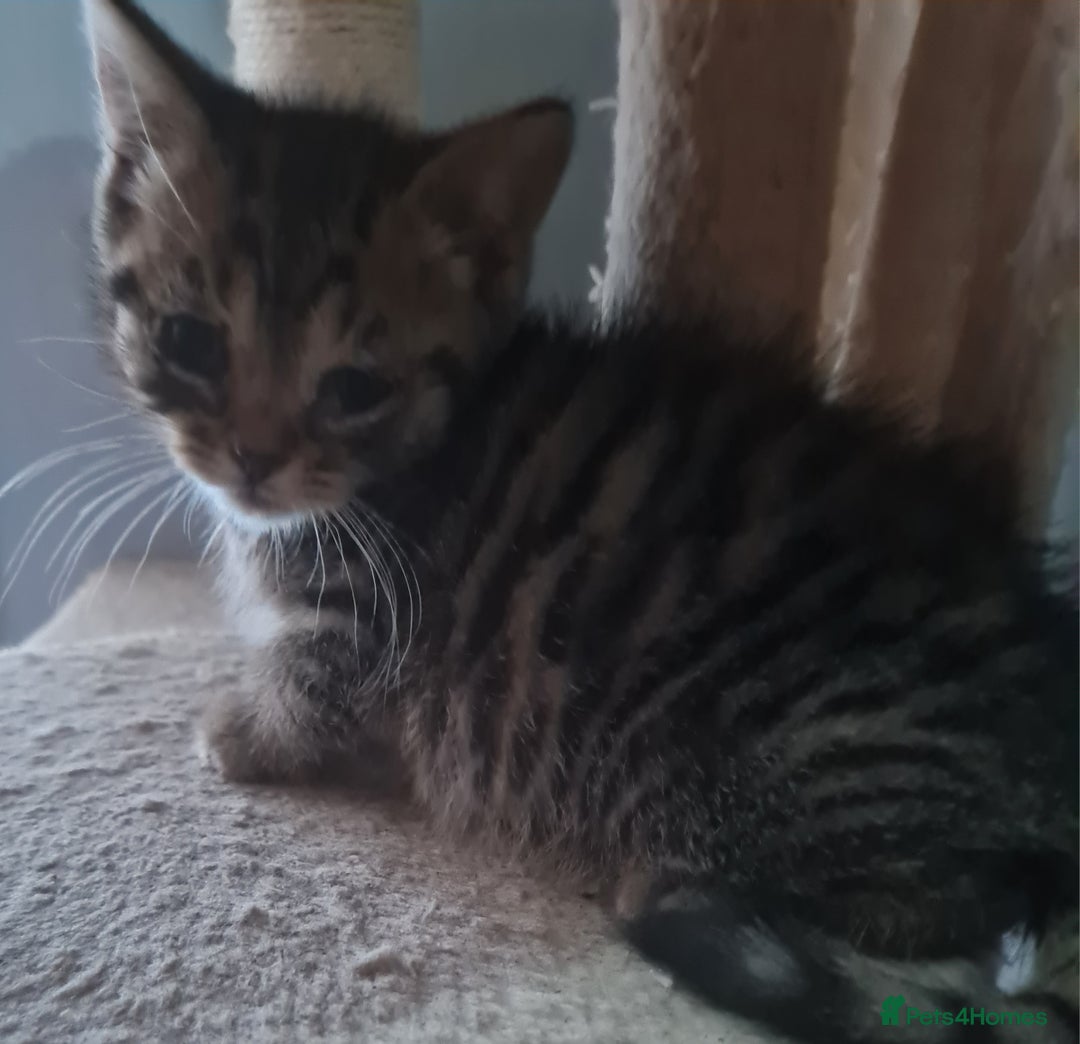 Brazilian Shorthair cats for sale: British shorthair Cross kittens - Image 8
