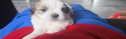Mixed Breed dogs for sale: Meet Our Sweet Shih Tzu Puppies-1Boy&1Girl  - Advert 10