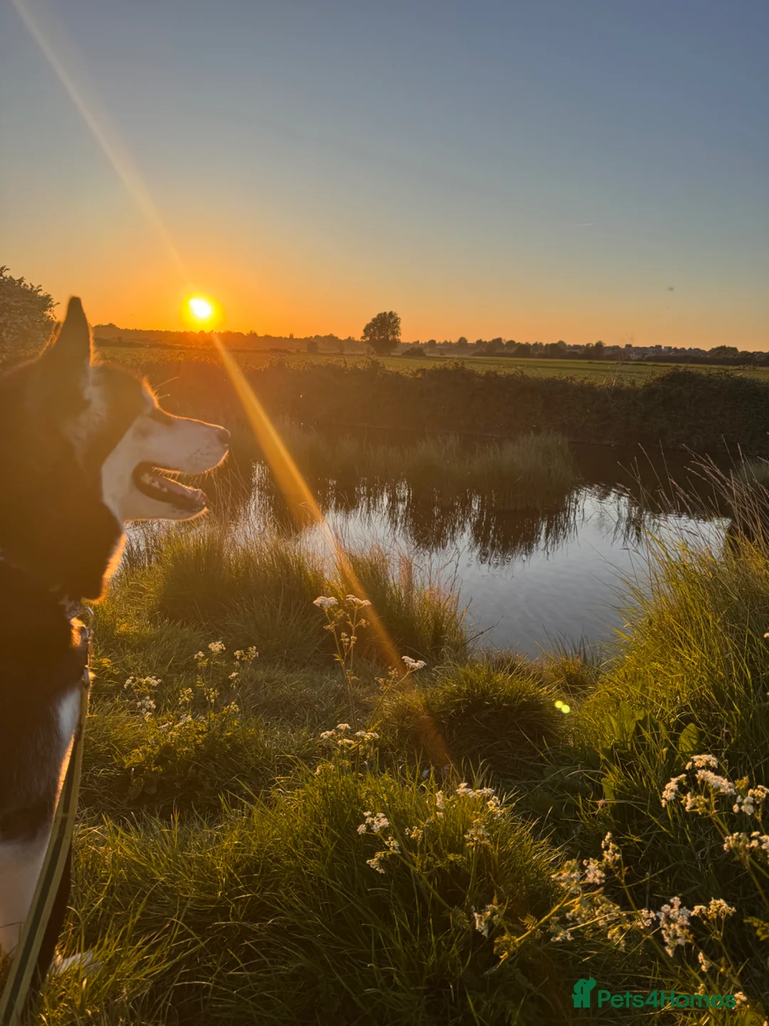 Alaskan Malamute dogs for sale: 2 year old Malamute needs a loving home - Advert 7