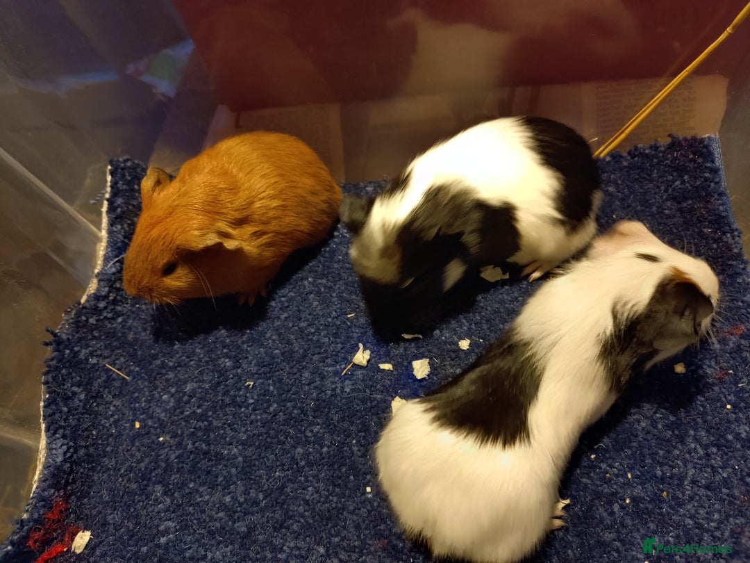 Guinea Pig rodents for sale: Baby guinea pig females and males - Image 2