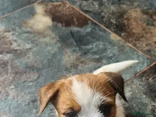 Jack Russell dogs *Last girl available* KC registrated Jack Russells - Advert 1