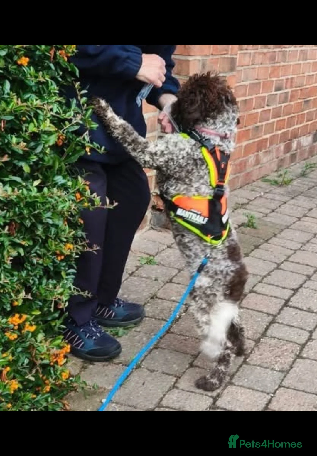 Lagotto Romagnolo dogs for sale: Stunning Lagotto Female 1 year old  - Advert 2
