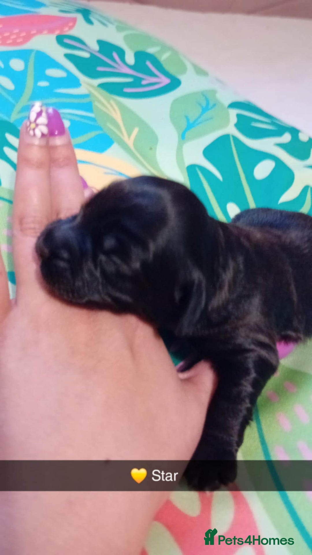Mixed Breed dogs for sale: F1 Cockapoo x F1 Cavapoo Puppies (double doodles) - Image 9