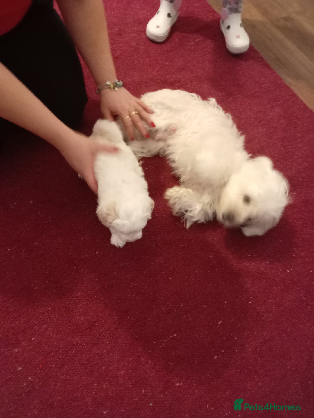 Bichon Frise dogs for sale: Bicchon malteze - Advert 10