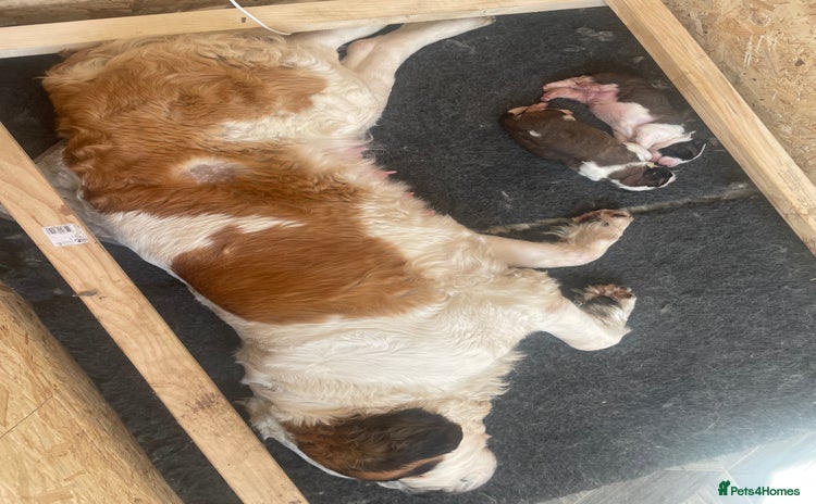 Saint Bernard dogs in Chesterfield - Advert 1