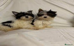 Biewer Terrier dogs for sale: Gorgeous Biewer Terrier boys - Image 3