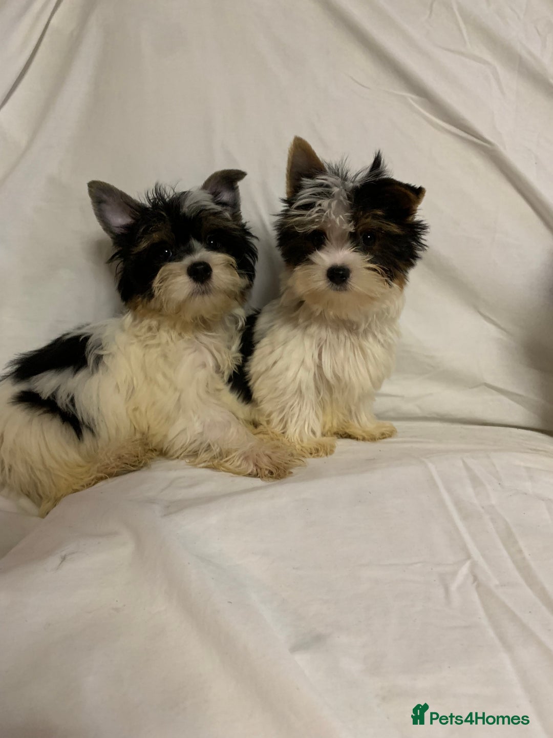 Biewer Terrier dogs for sale: Gorgeous Biewer Terrier boys - Image 3