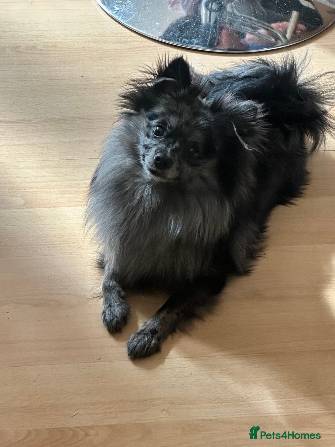Pomeranian dogs for sale: Pom for rehoming - Image 3
