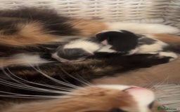 Mixed Breed cats for sale: Kittens - Image 10