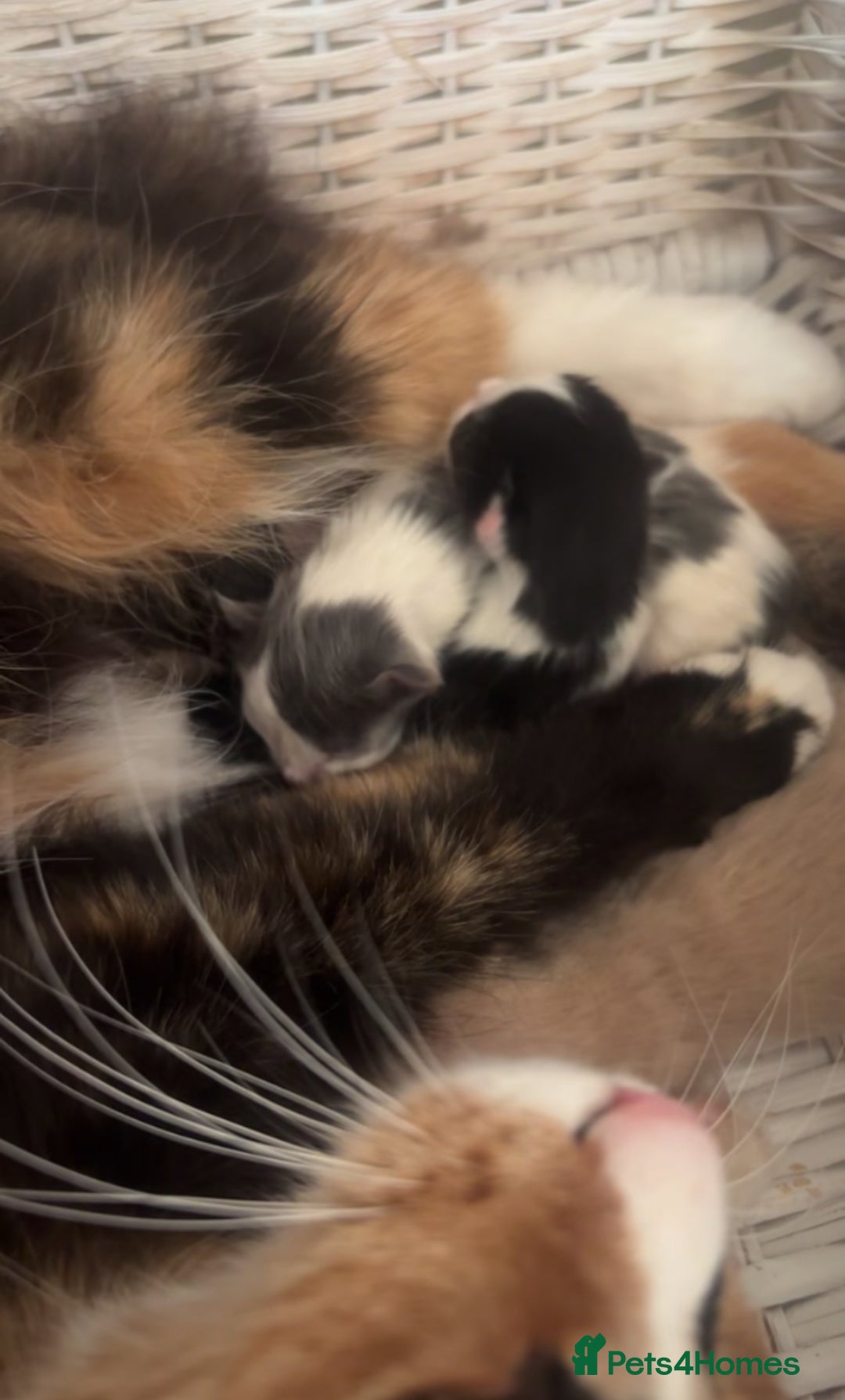 Mixed Breed cats for sale: Kittens - Image 10