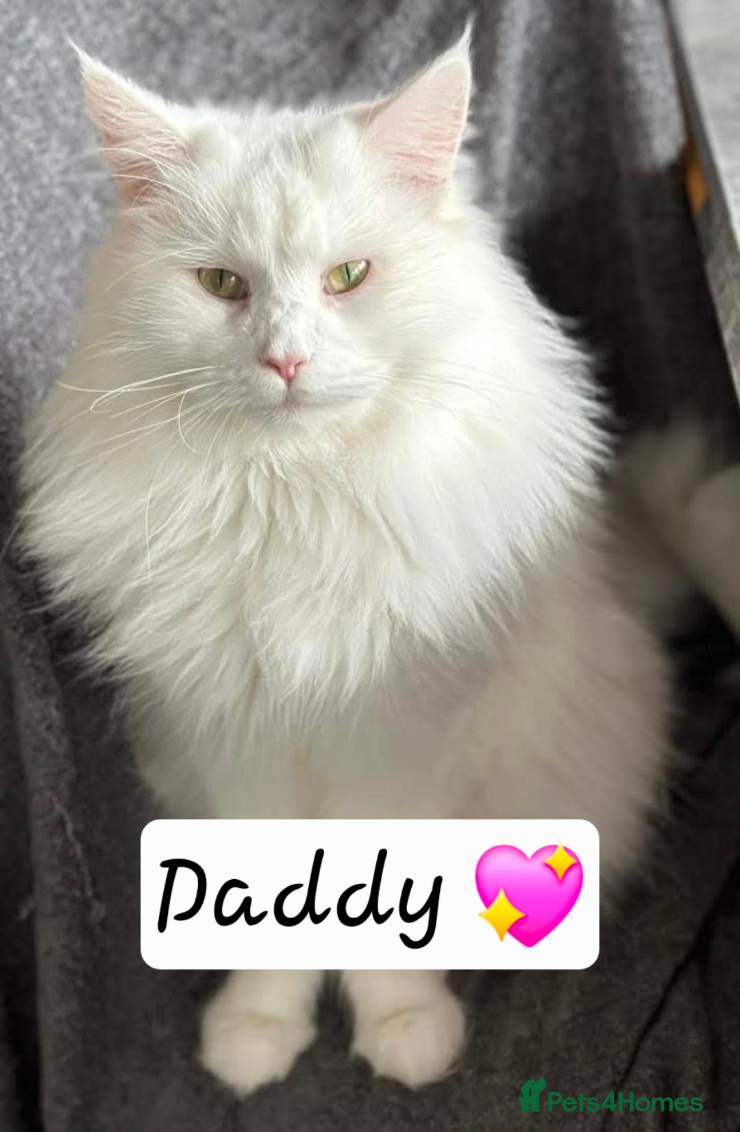 Maine Coon cats for sale: Maine coon male - Advert 9