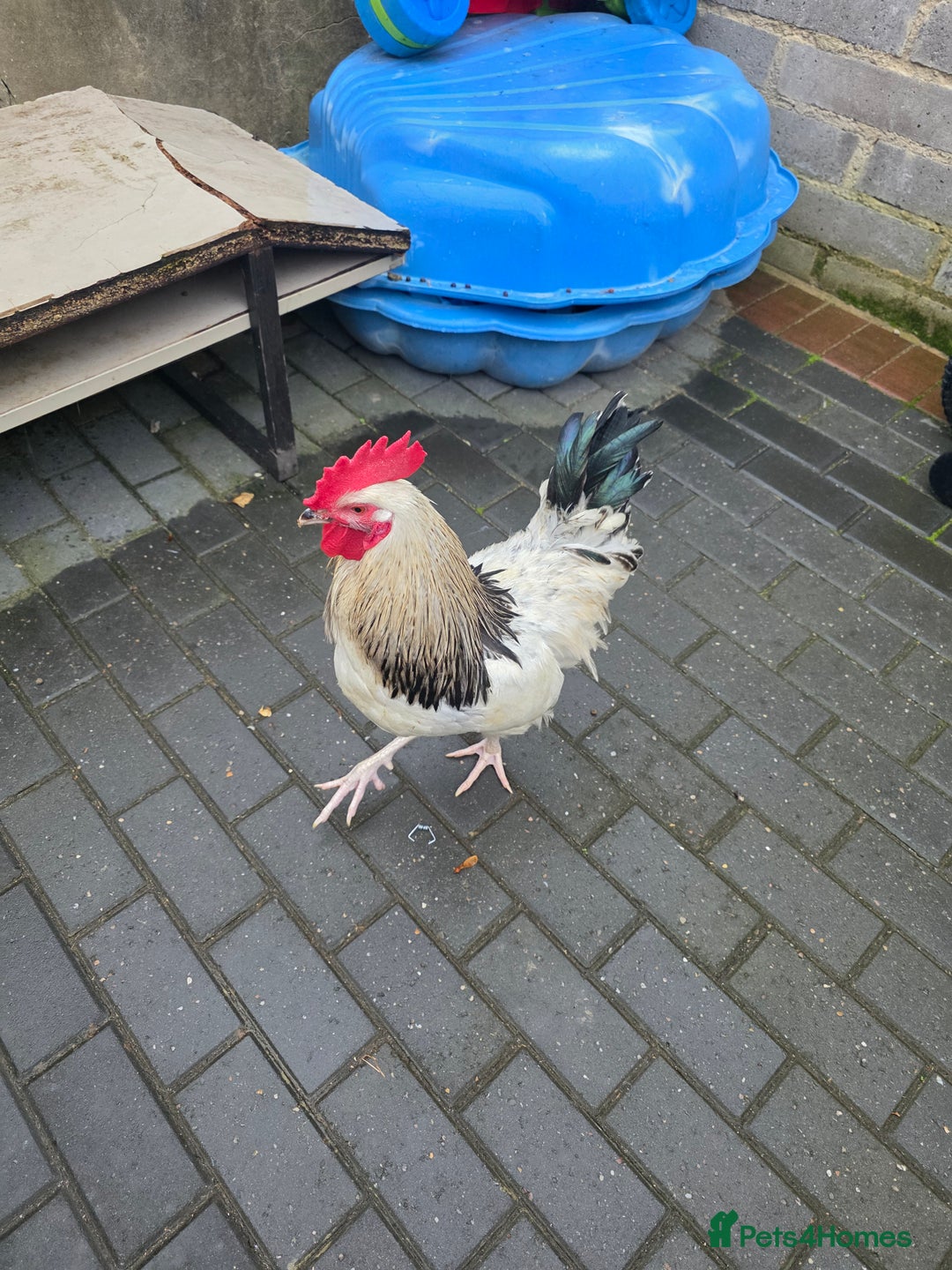 Chickens poultry for sale: 2 chicken's 2 roosters for sale  - Image 2