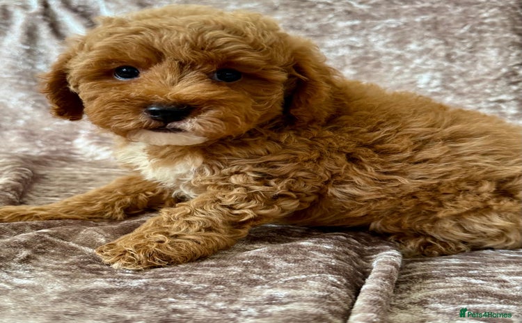 Maltipoo dogs - Advert 11