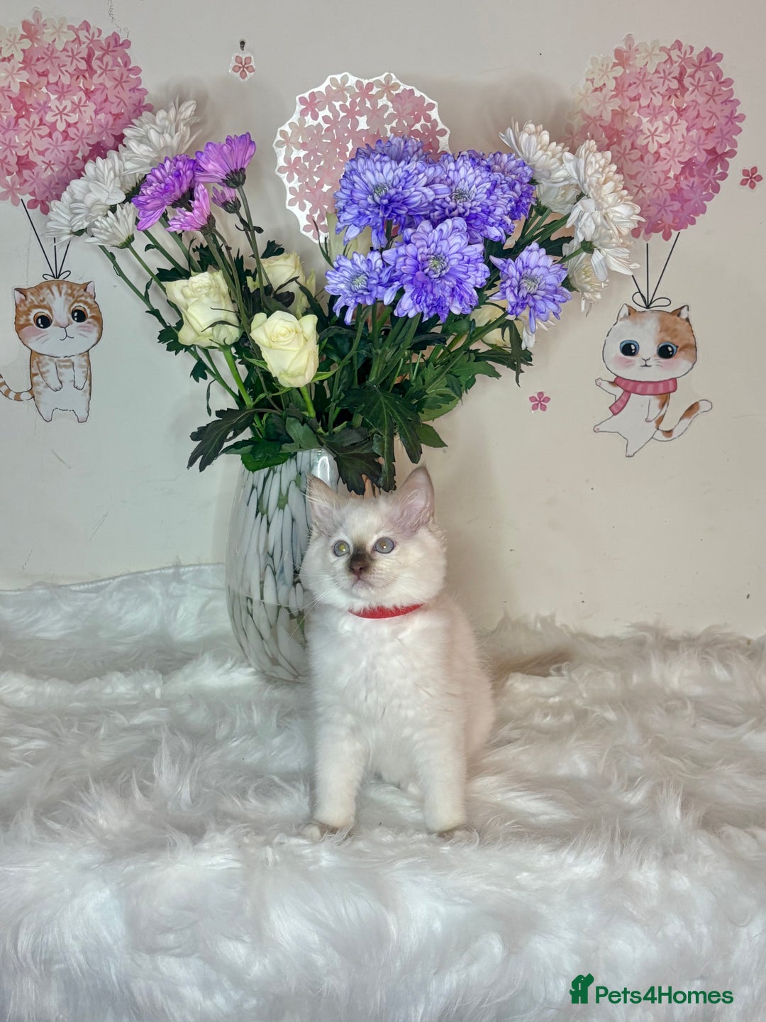 Ragdoll cats for sale: ⭐️TICA REG⭐️Pedigree Ragdoll Kittens DNA CLEAR ✅  - Image 19
