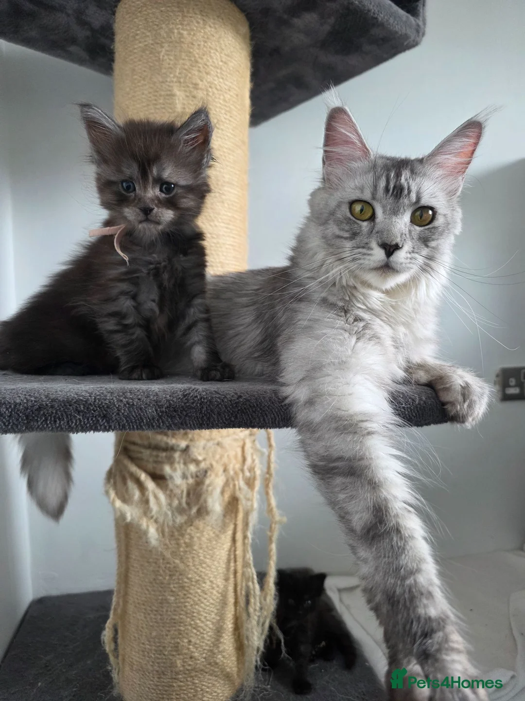 Maine Coon cats for sale: Stunning Maine Coon Kittens  - Advert 9