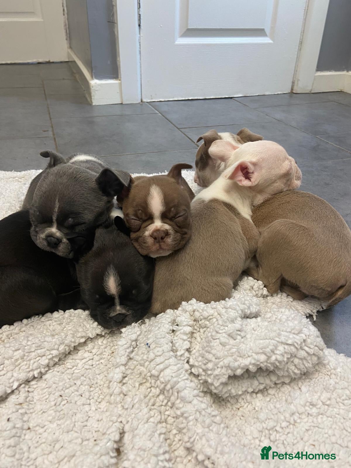 Boston Terrier dogs Boston Terrier Puppies KC REGISTERED🐶 - Advert 11
