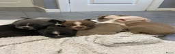 Boston Terrier dogs for sale: Boston Terrier Puppies KC REGISTERED🐶 - Advert 1