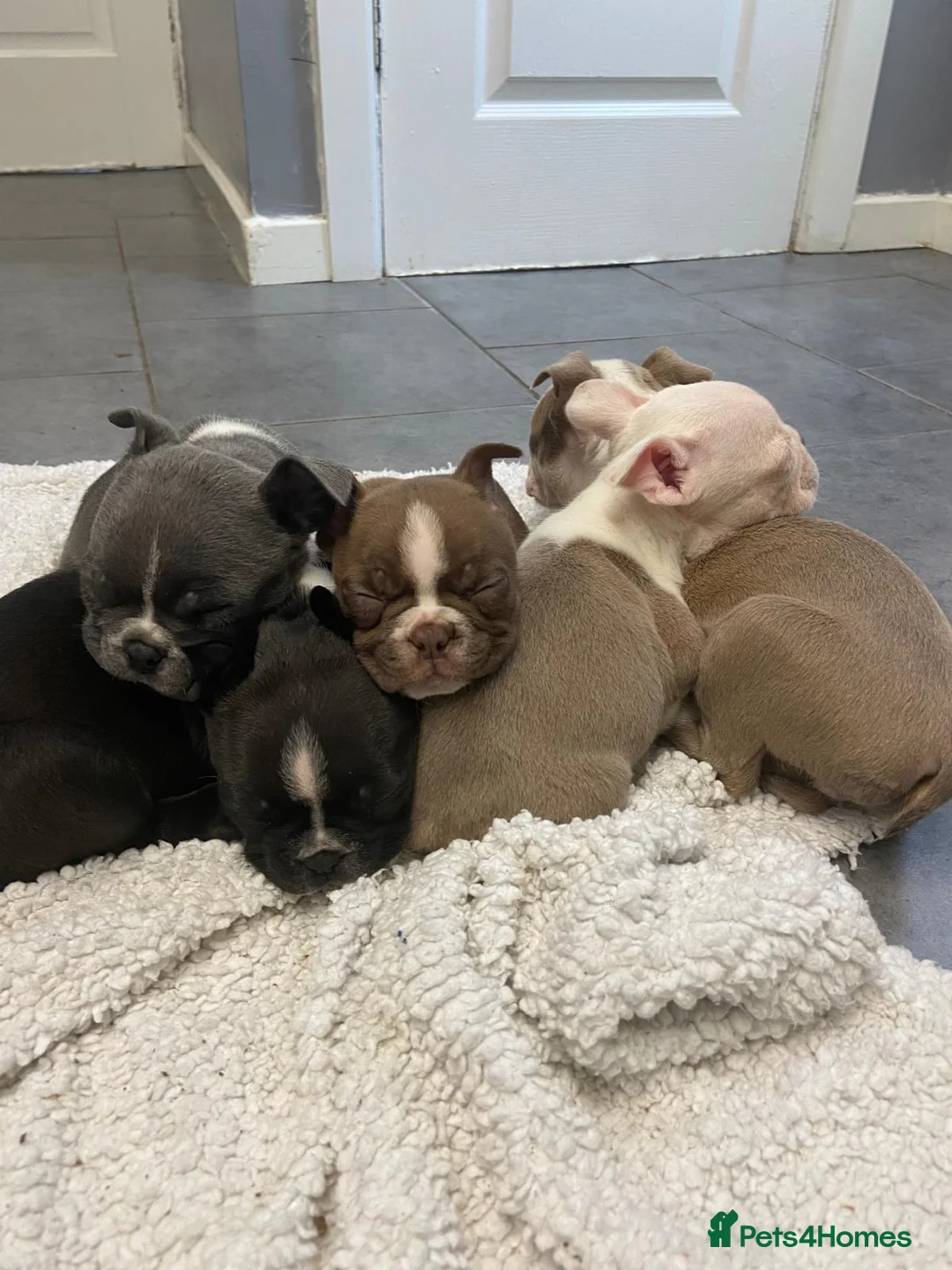 Boston Terrier dogs for sale: Boston Terrier Puppies KC REGISTERED🐶 - Advert 1