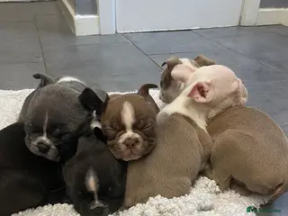 Boston Terrier dogs Boston Terrier Puppies KC REGISTERED🐶 - Advert 1