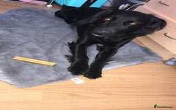 Mixed Breed dogs for sale: Cocker cross collie pup 7 months old - Image 1
