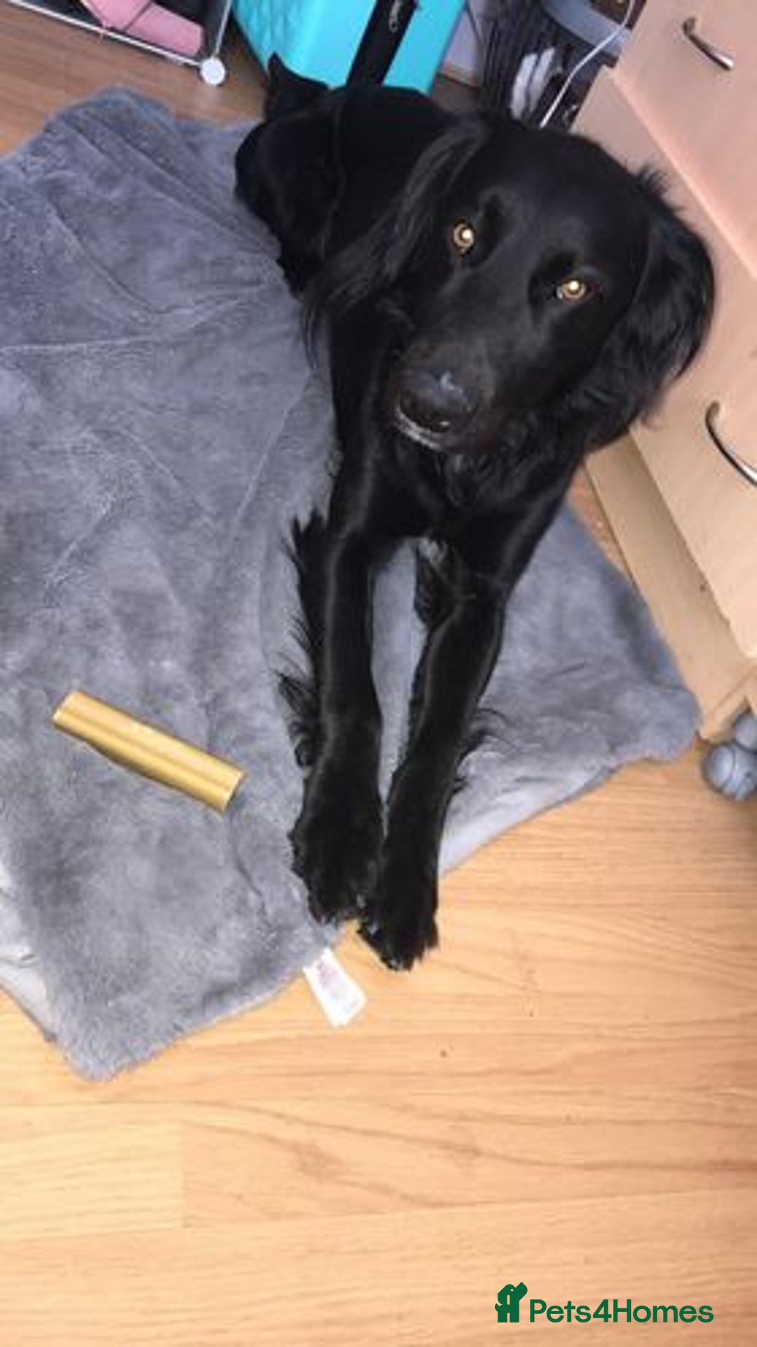 Mixed Breed dogs for sale: Cocker cross collie pup 7 months old - Image 1