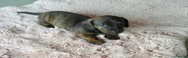 Miniature Dachshund 3 light blue 