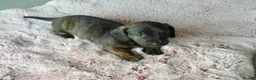 Miniature Dachshund dogs for sale: Beautiful pedigree KC miniature dachshund puppies  in Ilkeston - Advert 22