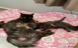 Maine Coon cats for sale: Stunning Maine Coon kittens  - Image 4