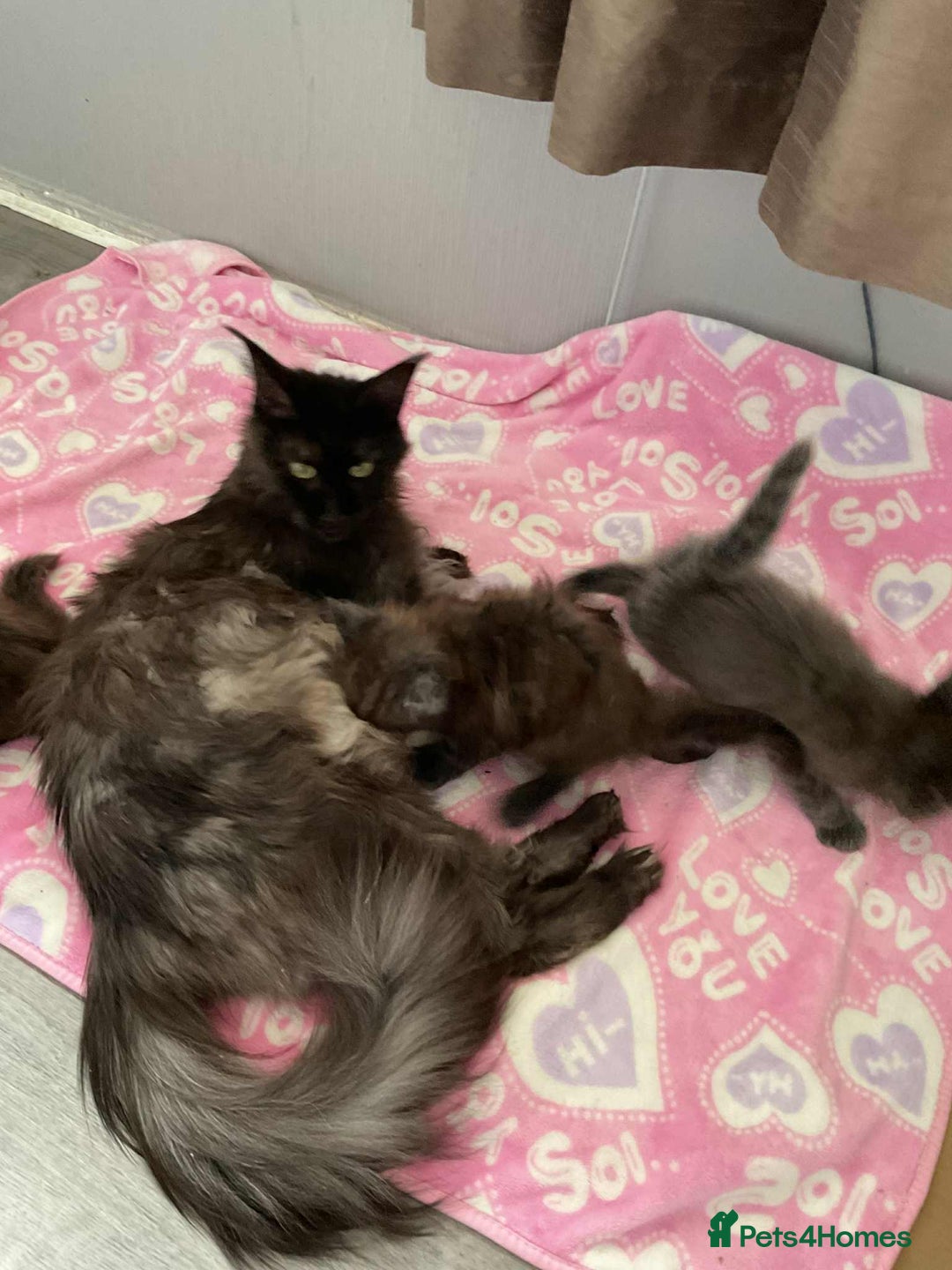 Maine Coon cats for sale: Stunning Maine Coon kittens  - Image 4