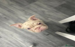 French Bulldog dogs for sale: Visual fluffy wrapped in pink 🎀  - Image 5