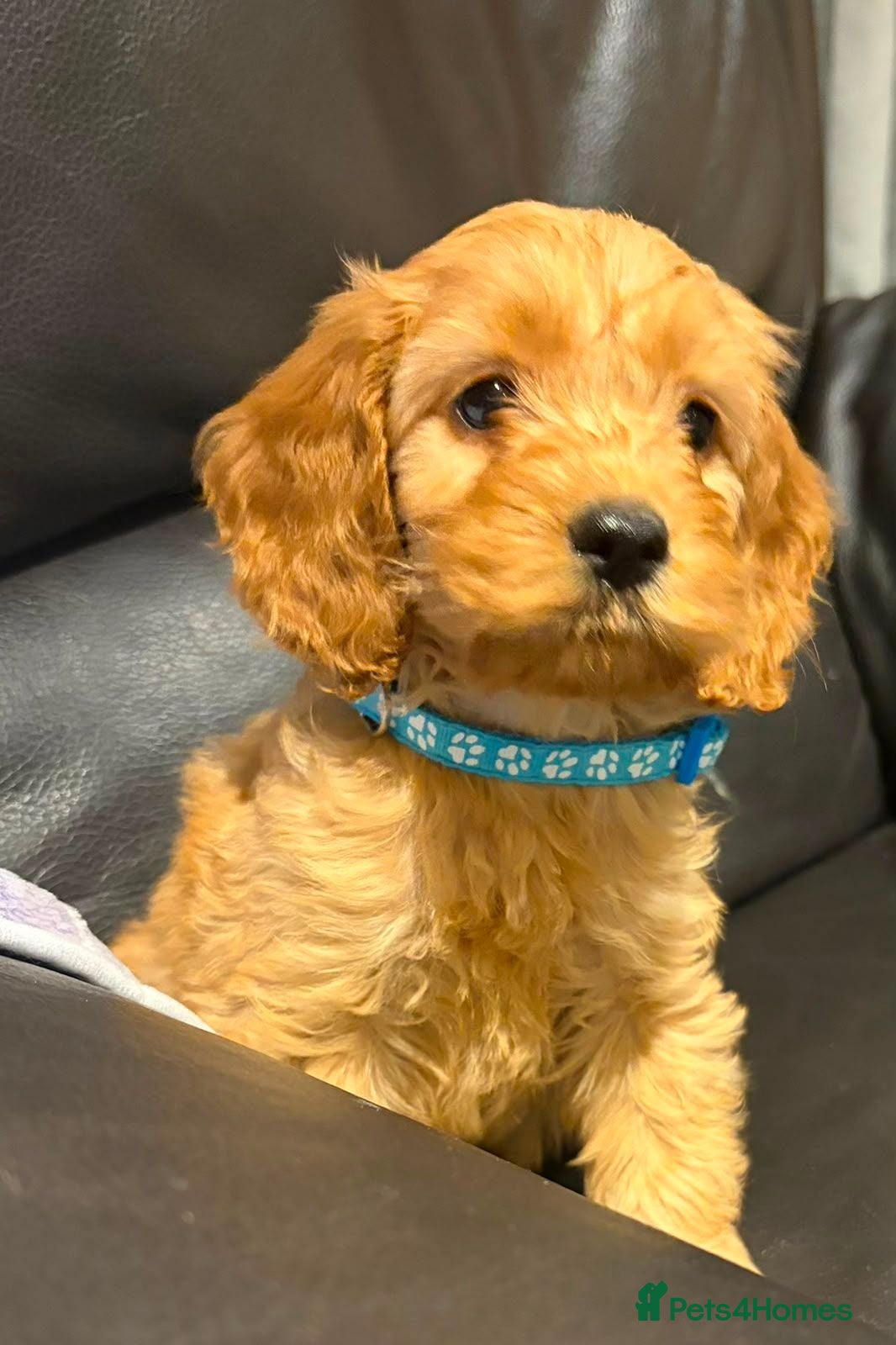 Cockapoo dogs F1 4 cockapoo girl puppies ready 14th August  - Advert 7