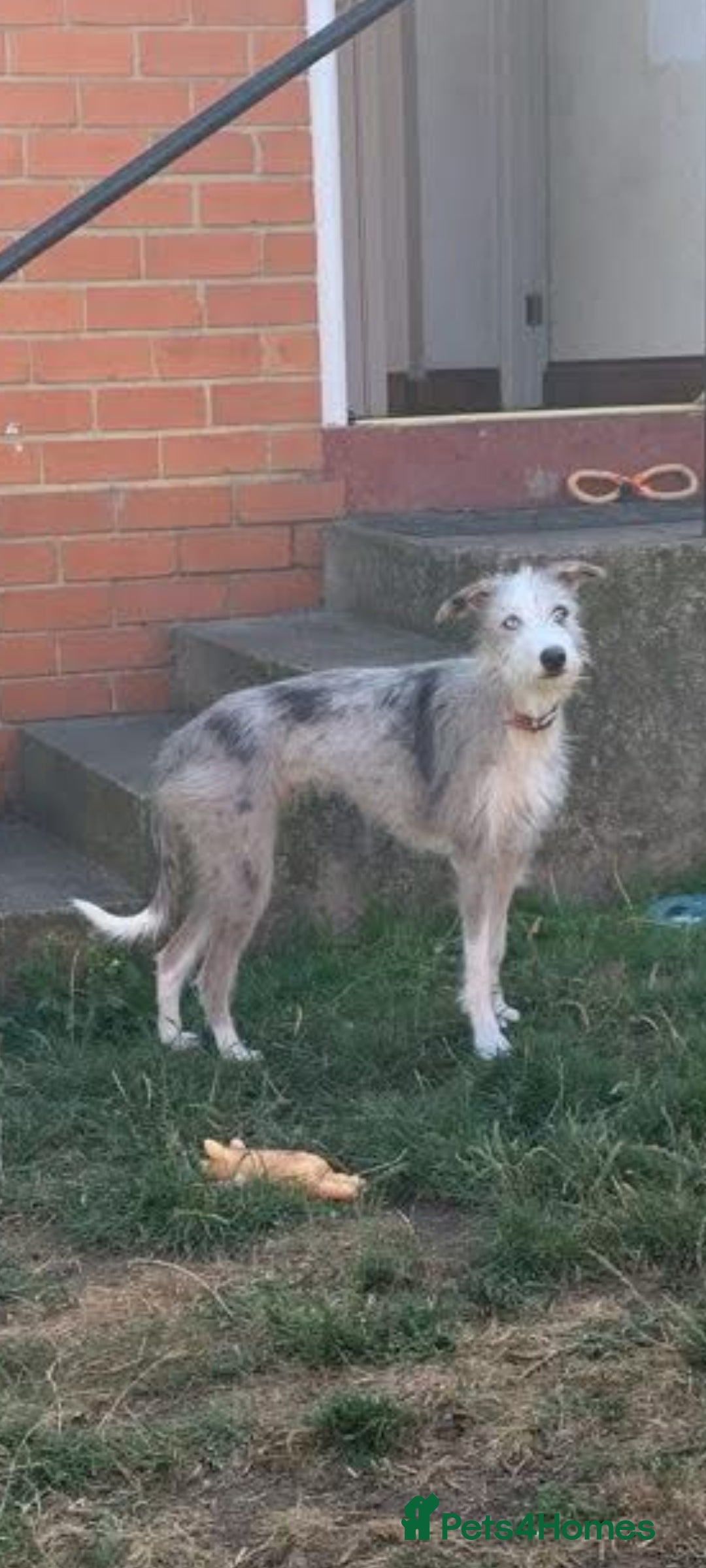 Lurcher dogs for sale: Male bedlington whippet x collie greyhound  - Advert 4